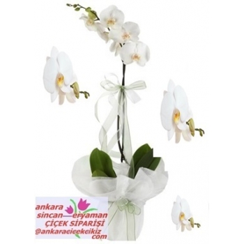 Sincan Çiçekçilik ( Orkide Siparişi ) Sincan Yıldız Çiçek